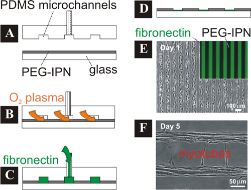 cell patterns