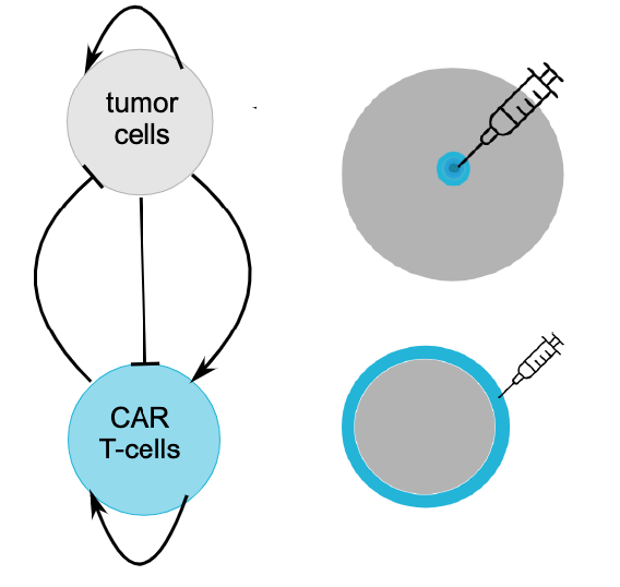 CAR T-cell
