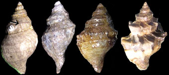 Four shells of N. lamellosa from San Juan Island, WA, arranged in order of increasing lamellosity. 