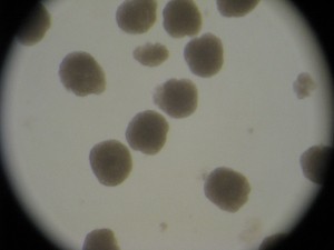 embryos