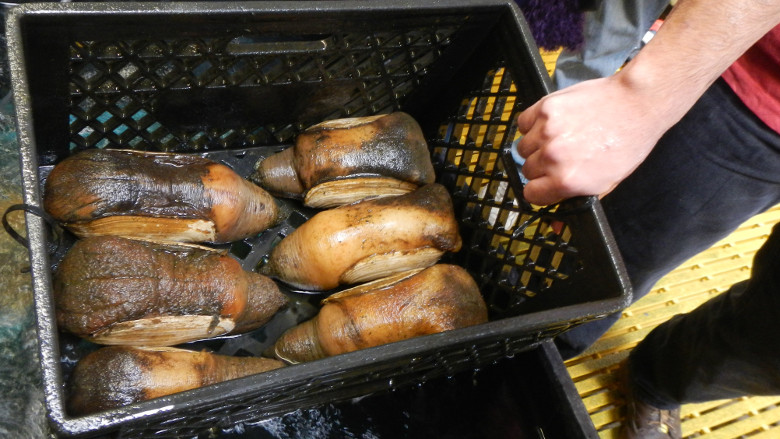 geoduck 780 x 439