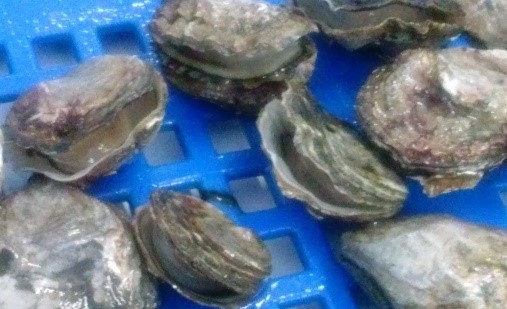 Doped oysters