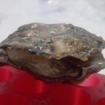 doped oyster close up