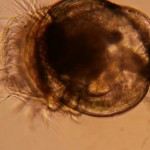 Oly oyster larva