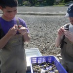 Students checking oysters for brooding with zip ties.