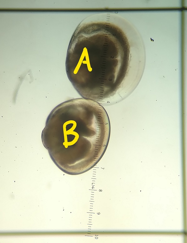 Bivalve larvae