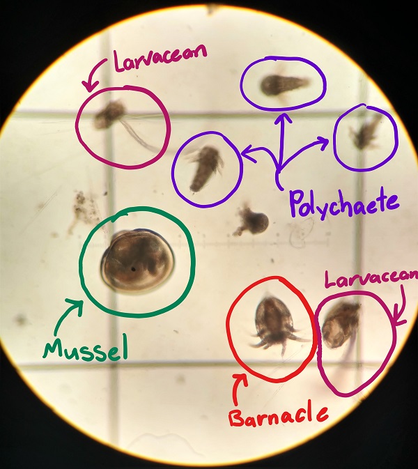 mixed plankton in scope