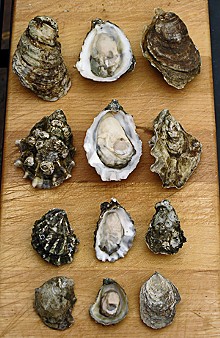 Four species of oysters