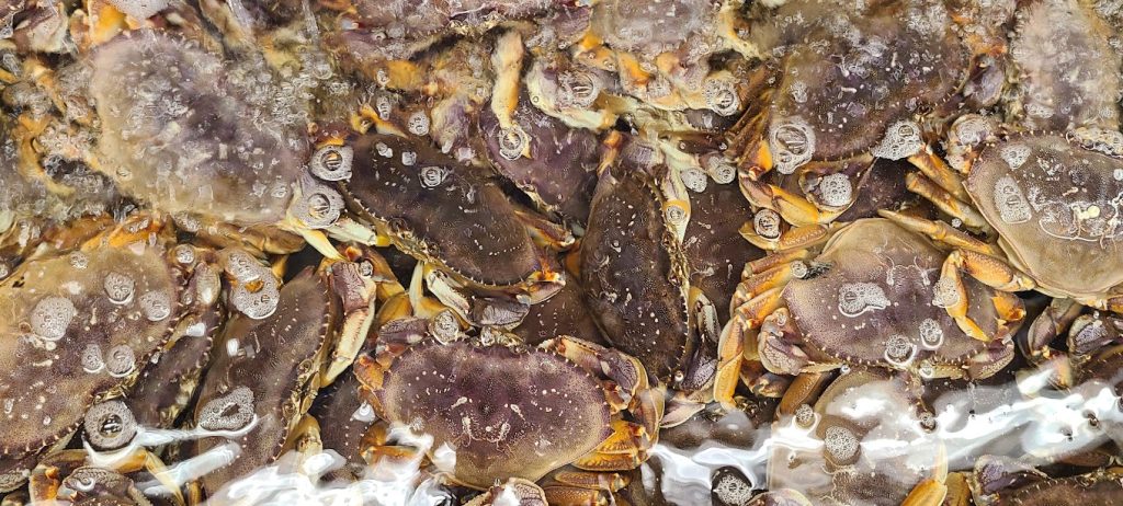 Photo of Dungeness crabs in a tank.