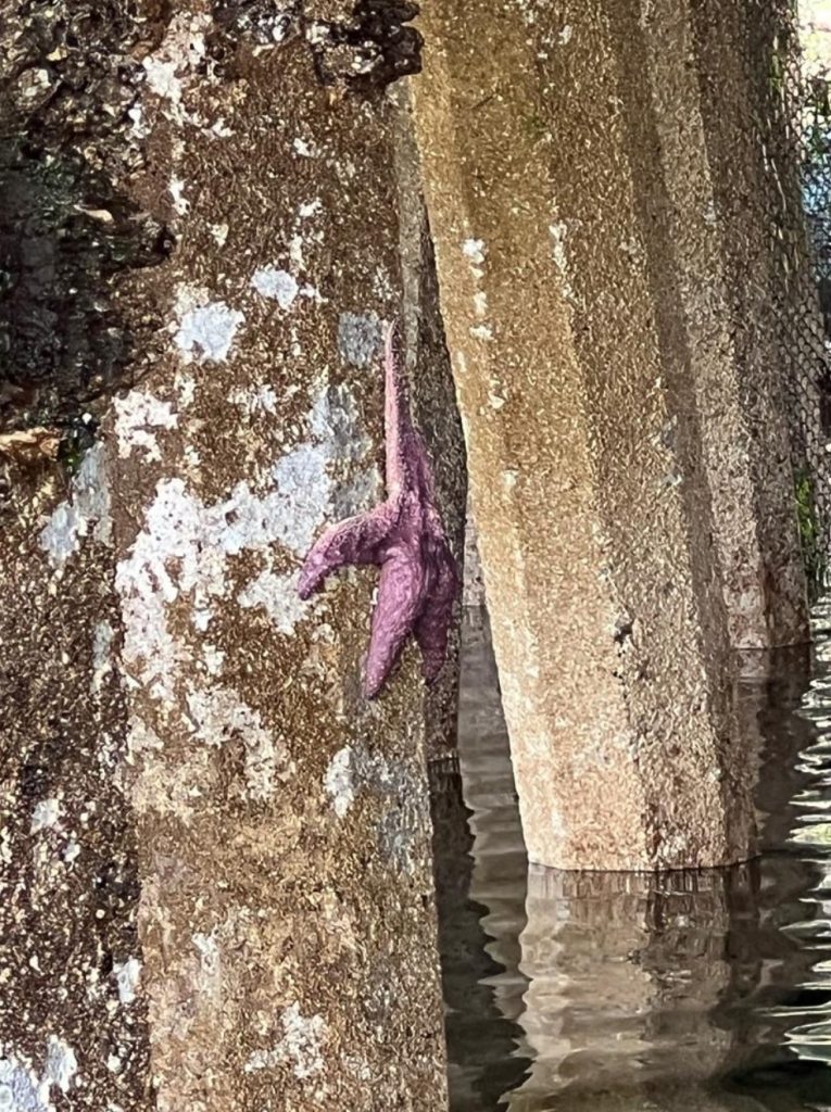 Pisaster Starfish on a Piling