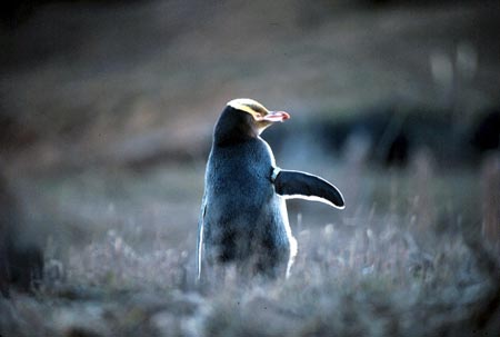 yellow_eyed_penguin3