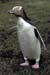 yellow_eyed_penguin1