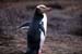 yellow_eyed_penguin4