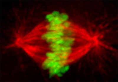 metaphase