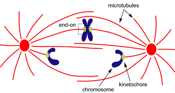 Kinetochore Microtubules