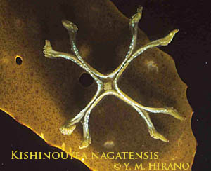 Kishinouya nagatensis