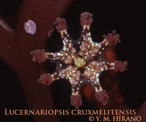 Lucernariopsis cruxmelitensis