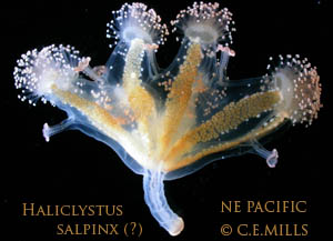NE Pacific Haliclystus salpinx