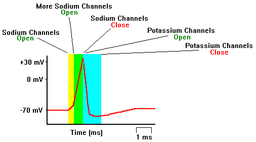 action potential spike definition