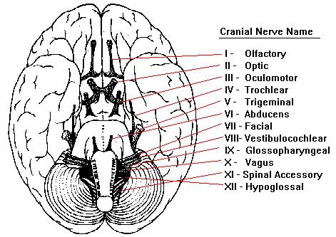 cranial nerves for pupil measurement