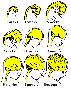 4 stages clearance of brain development