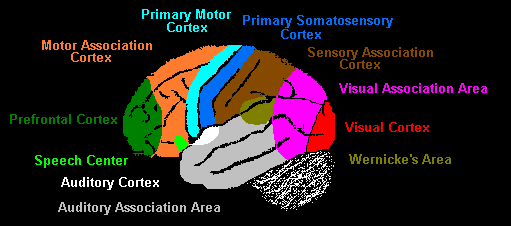 Cortical areas and their functions - Neuromedia