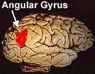 Angular Gyri