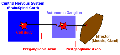 autonomic nervous system