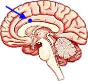 anterior cingulate cortex