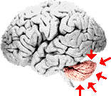 cerebellum