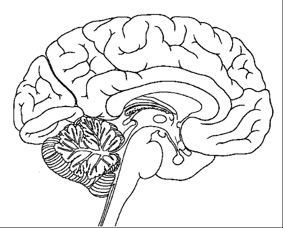 coloring pages music notes. COLORING PAGE OF THE BRAIN