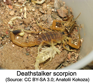 scorpion