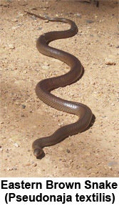 Eastern Brown snake