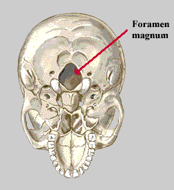 foramen magnum representation