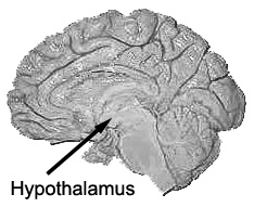 hypothalamus