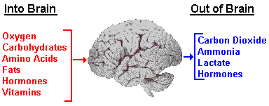 Neuroscience For Kids - blood supply of the brain