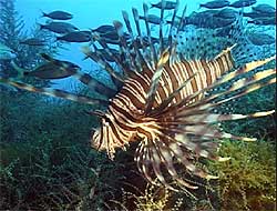 lionfish