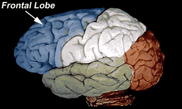 Parietal Lobe Definition Brain