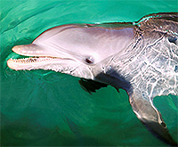 dolphin