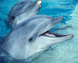 dolphin