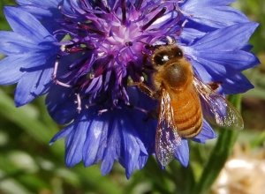 bee