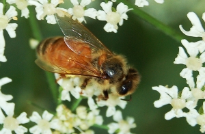 bee