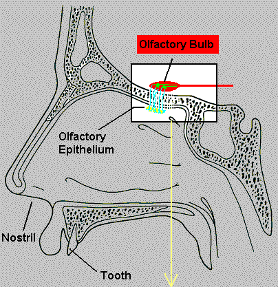 olfactory system