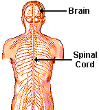 brain spinal cord