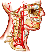 Neuroscience For Kids - blood supply of the brain