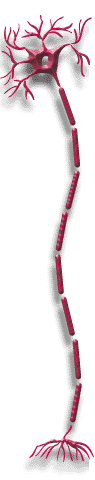 neuron