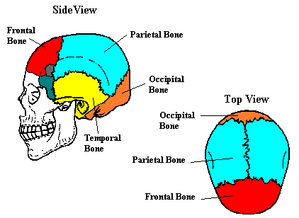 sutures of skull. samples of skulls under