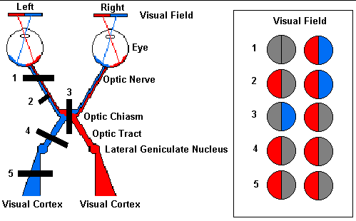 Optic Pathway Anatomy