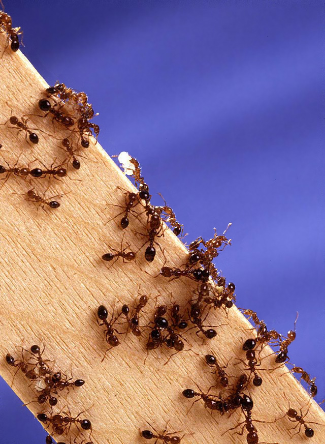 Fire ants (USDA public domain)
