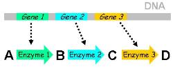 teaching slide